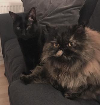 Coco Bild von Coco