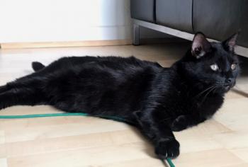 Coco Bild von Coco