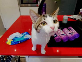 Bild von Puki