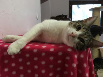 Dinky Bild von Dinky