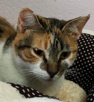 Asli Bild von Asli