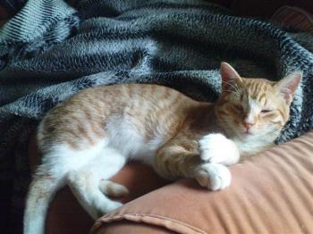 Pitu Bild von Pitu