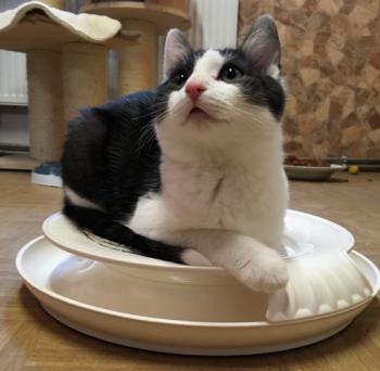 Sam Bild von Sam