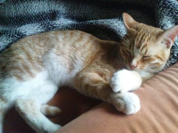 Pitu Bild von Pitu