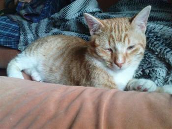 Pitu Bild von Pitu