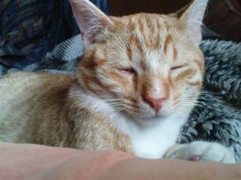 Pitu Bild von Pitu