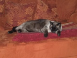Diablo Bild von Diablo