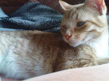 Pitu Bild von Pitu