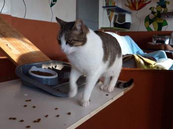 Pi Bild von Pi