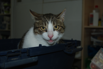 Pi Bild von Pi