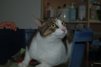 Pi Bild von Pi
