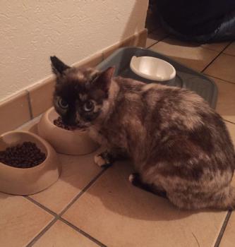 Cosette Bild von Cosette