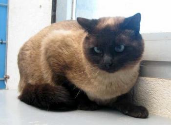 Siamese Bild von Baldemar