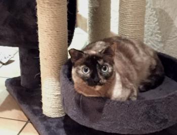 Cosette Bild von Cosette