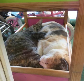 Brenda Bild von Brenda