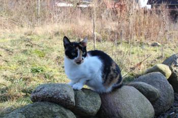 Saphra Bild von Saphra