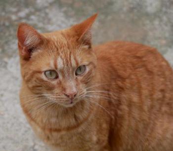 Bild von Maize