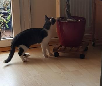 Sam Bild von Sam