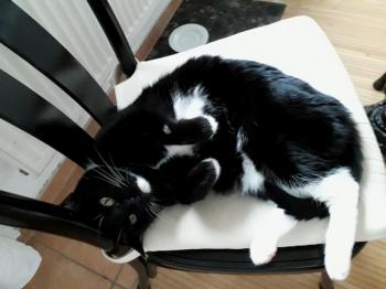 Lilly Bild von Lilly