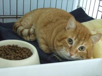 Amadeus Bild von Amadeus