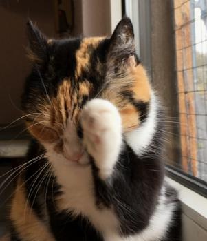 Geraldine Bild von Geraldine