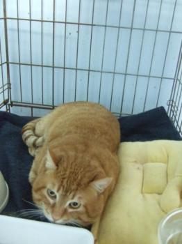Amadeus Bild von Amadeus