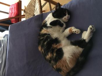 Zulema Bild von Zulema