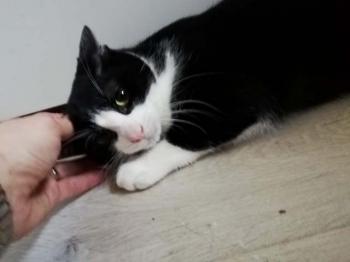 Nico Bild von Nico