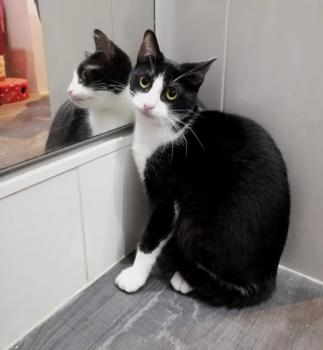 Nico Bild von Nico