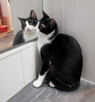 Nico Bild von Nico
