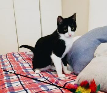 Nico Bild von Nico