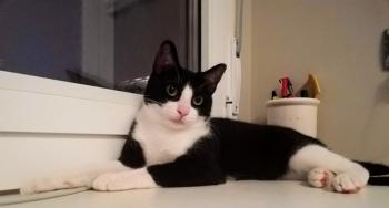 Nico Bild von Nico