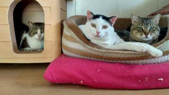 Smudge Bild von Smudge