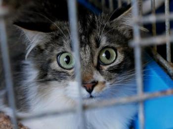 Suzette Bild von Suzette