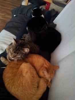 Trotzki Bild von Trotzki