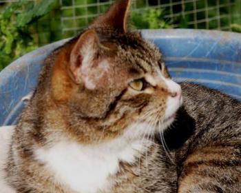 Babechi Bild von Babechi