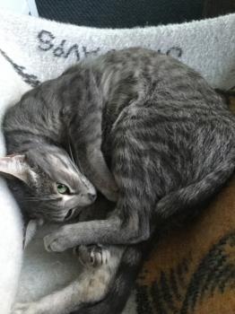 Bild von Sookie