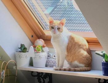 Curtis Bild von Curtis