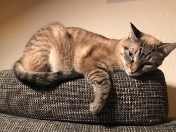 Chalita Bild von Chalita