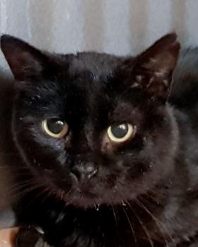 Babush Bild von Babush