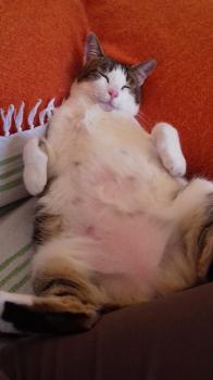 Pequita Bild von Pequita