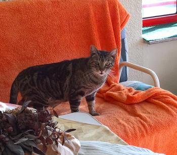 Rafi Bild von Rafi
