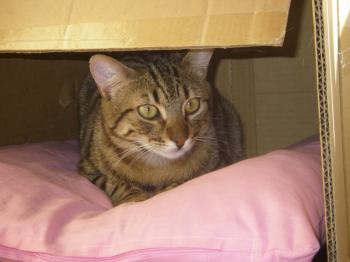 Rabito Bild von Rabito