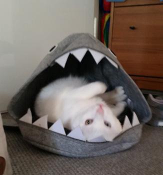 Coton Bild von Coton
