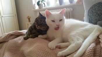 Coton Bild von Coton