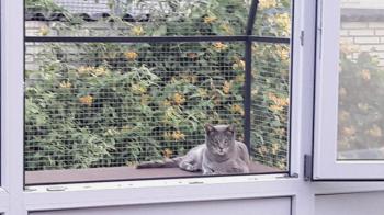 Simba Bild von Simba