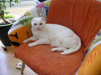 Diva Bild von Diva