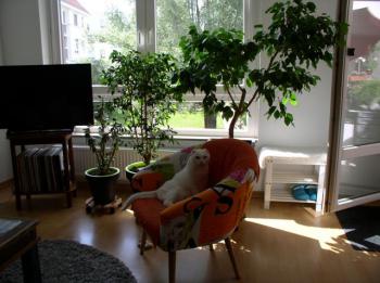Diva Bild von Diva