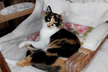 Saphra Bild von Saphra