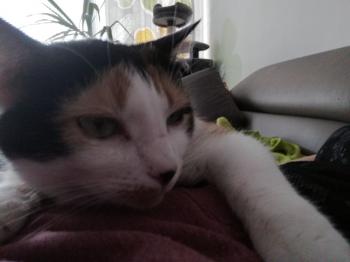 Picasa Bild von Picasa